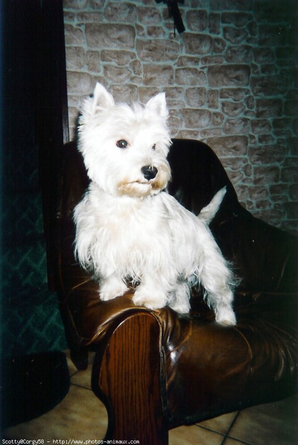 Photo de West highland white terrier