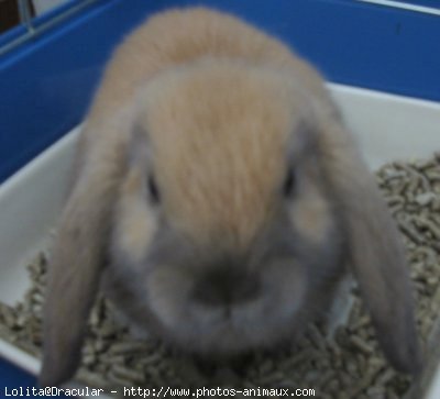 Photo de Lapin