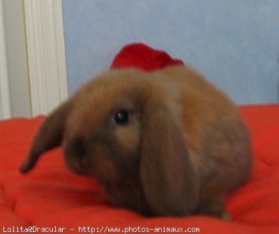 Photo de Lapin