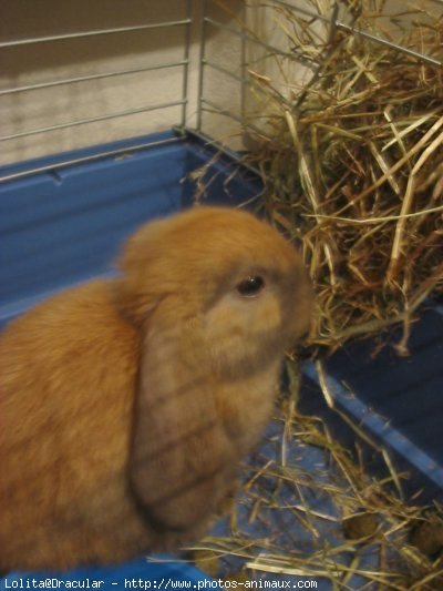 Photo de Lapin