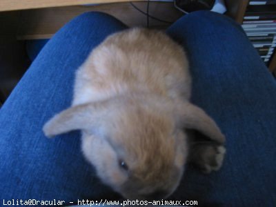 Photo de Lapin