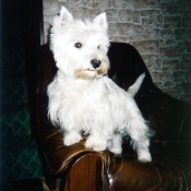 Photo de West highland white terrier