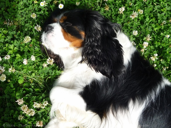 Photo de Cavalier king charles spaniel