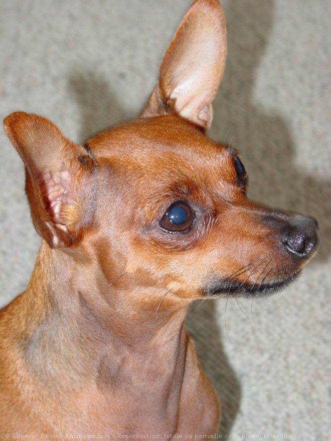 Photo de Pinscher nain