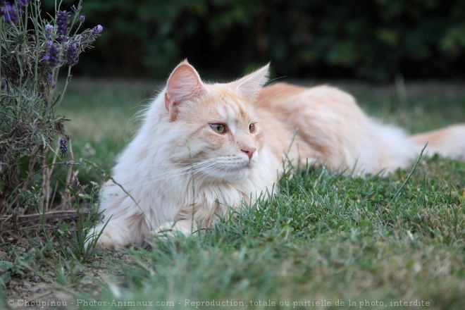 Photo de Maine coon