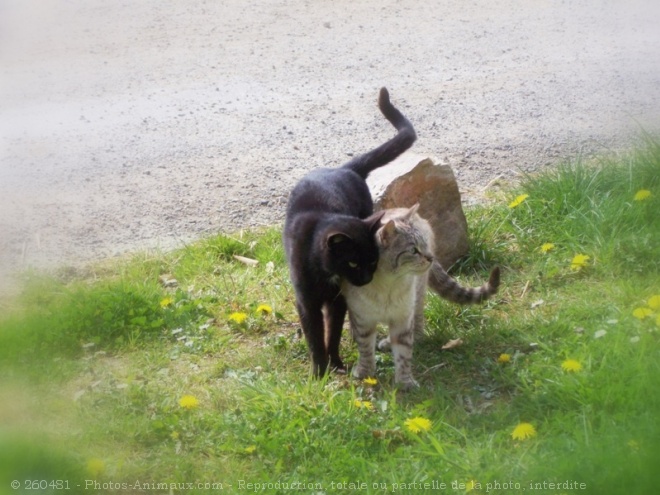 Photo de Chat domestique