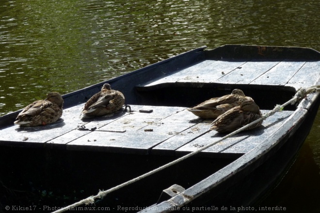 Photo de Canard