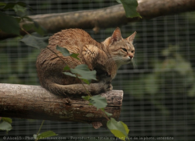 Photo de Chat de gordoni