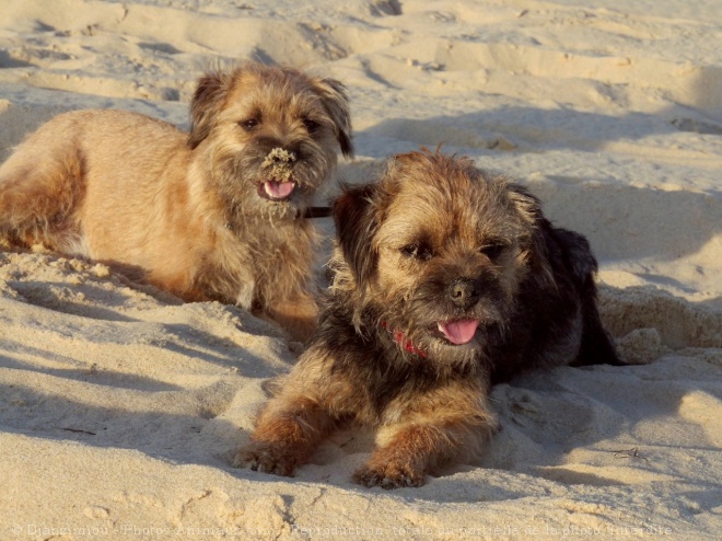 Photo de Border terrier