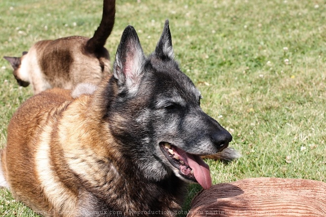 Photo de Berger belge malinois