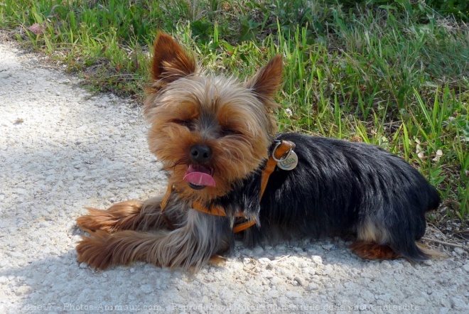 Photo de Yorkshire terrier