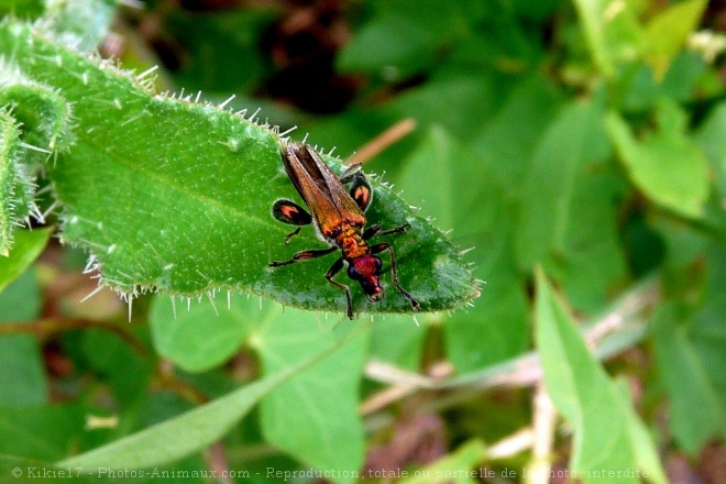 Photo de Coloptre