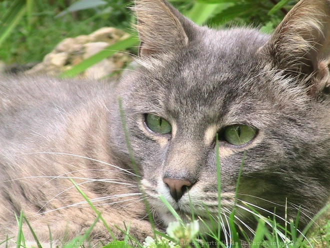 Photo de Chat domestique