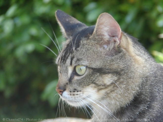 Photo de Chat domestique