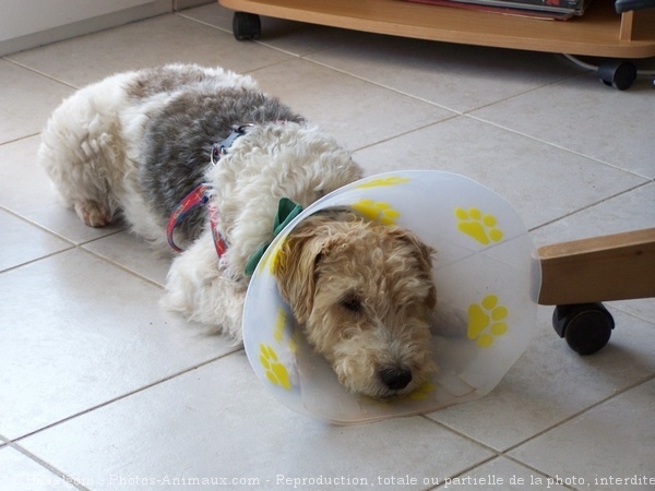 Photo de Fox terrier  poil dur