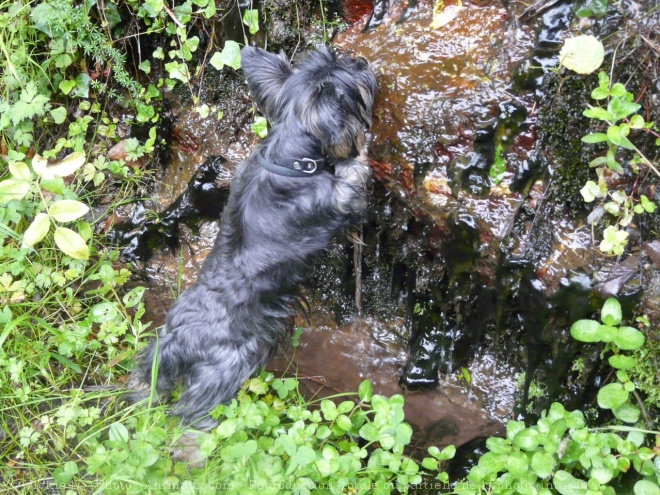 Photo de Yorkshire terrier