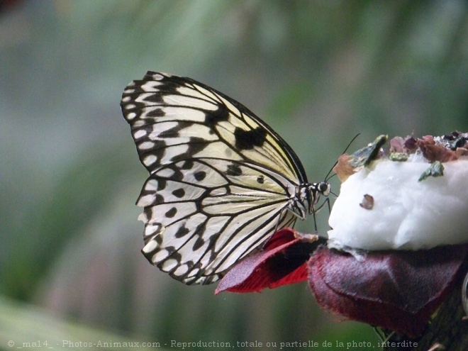 Photo de Papillon