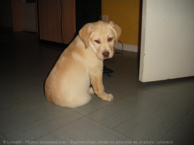 Photo de Labrador retriever