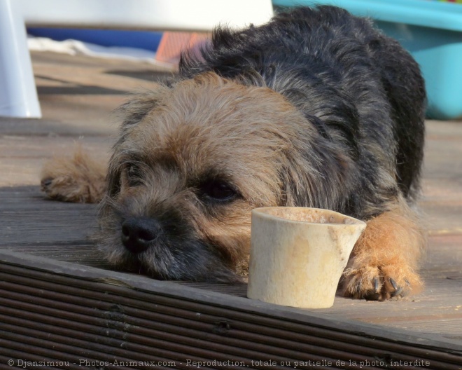 Photo de Border terrier