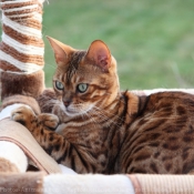 Photo de Bengal