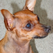 Photo de Pinscher nain