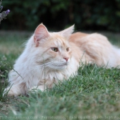 Photo de Maine coon