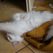 Photo de Ragdoll