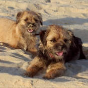 Photo de Border terrier