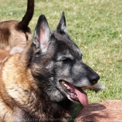 Photo de Berger belge malinois