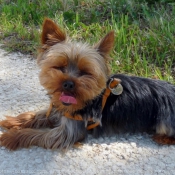 Photo de Yorkshire terrier