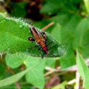 Photo de Coloptre