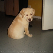 Photo de Labrador retriever