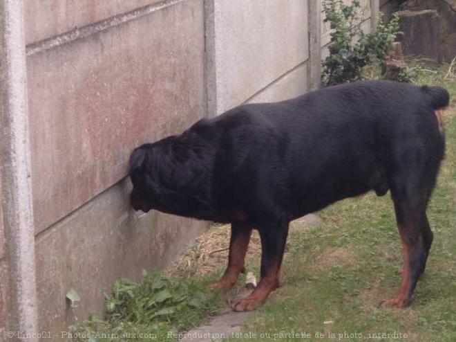 Photo de Rottweiler