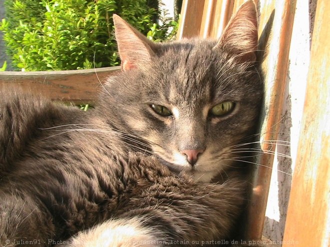 Photo de Chat domestique