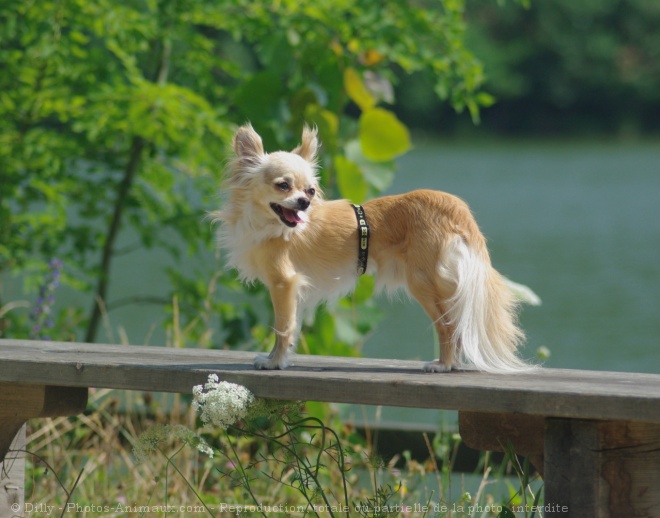 Photo de Chihuahua  poil long