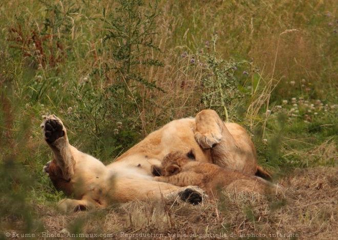 Photo de Lion