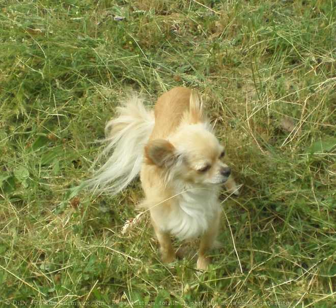 Photo de Chihuahua  poil long