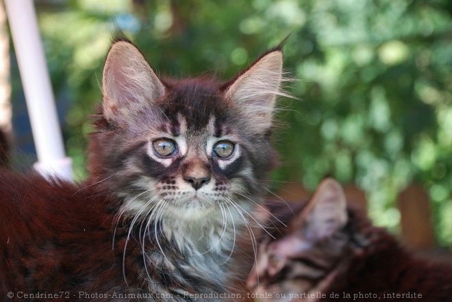 Photo de Maine coon