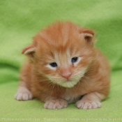 Photo de Maine coon