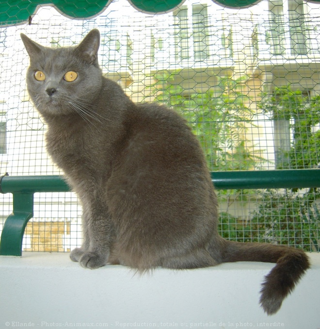 Photo de Chartreux