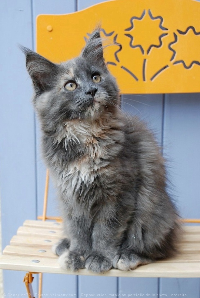 Photo de Maine coon