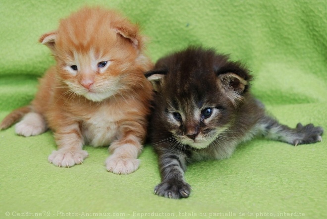 Photo de Maine coon