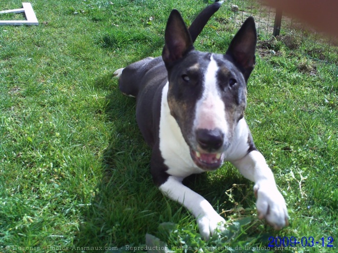 Photo de Bull terrier miniature