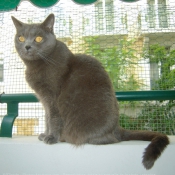 Photo de Chartreux