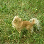 Photo de Chihuahua  poil long