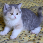 Photo de British shorthair