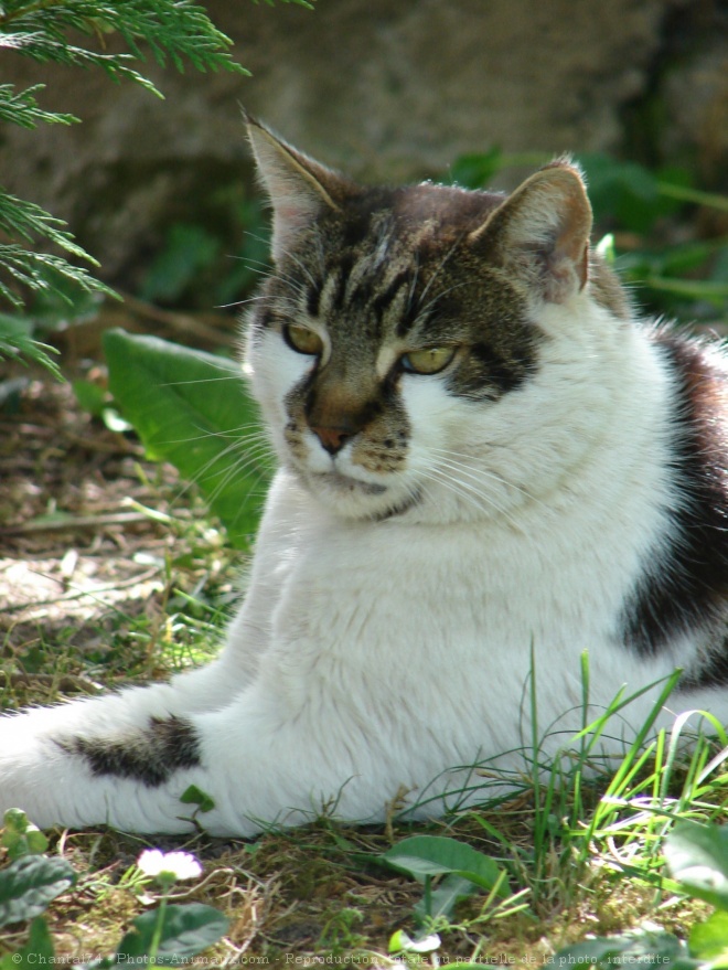 Photo de Chat domestique