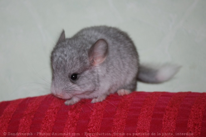 Photo de Chinchilla