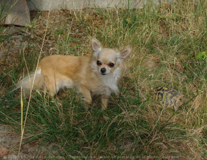 Photo de Chihuahua  poil long