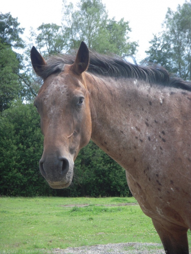 Photo d'Appaloosa